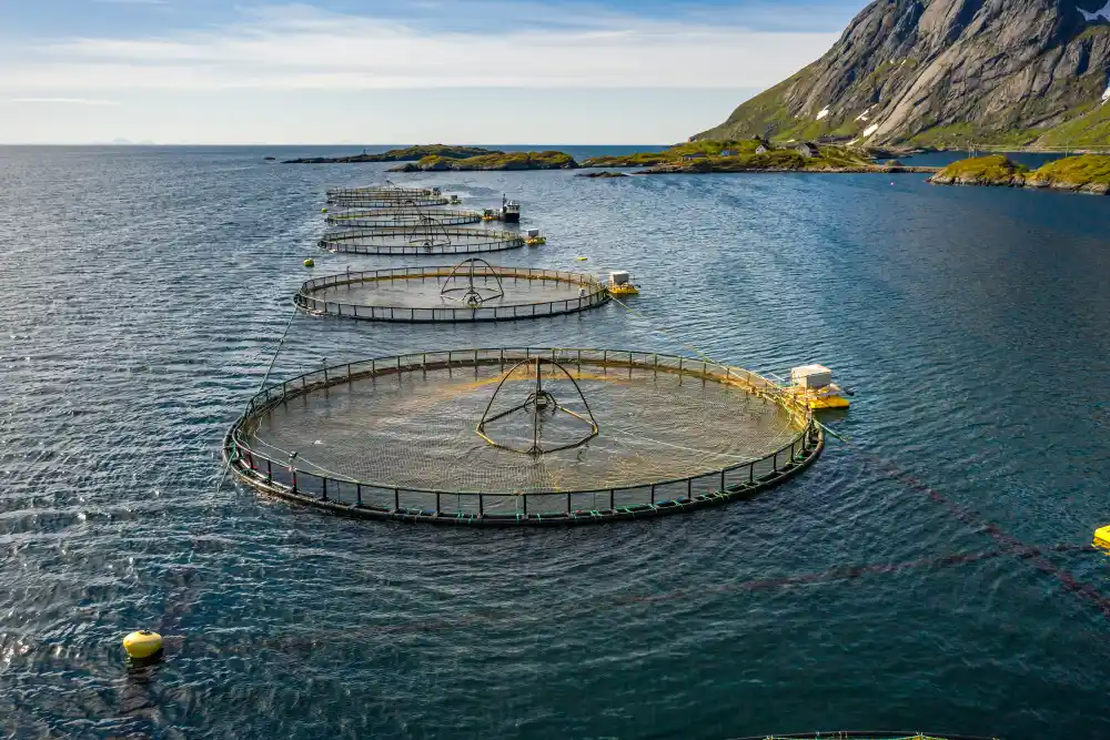 Four large round fish catching devices float in a large body of water in an inlet.