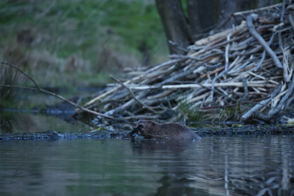 A North American beaver, with its dark brown fur, is partially submerged in a calm body of water, carrying sticks towards a large beaver dam constructed of branches in the background.