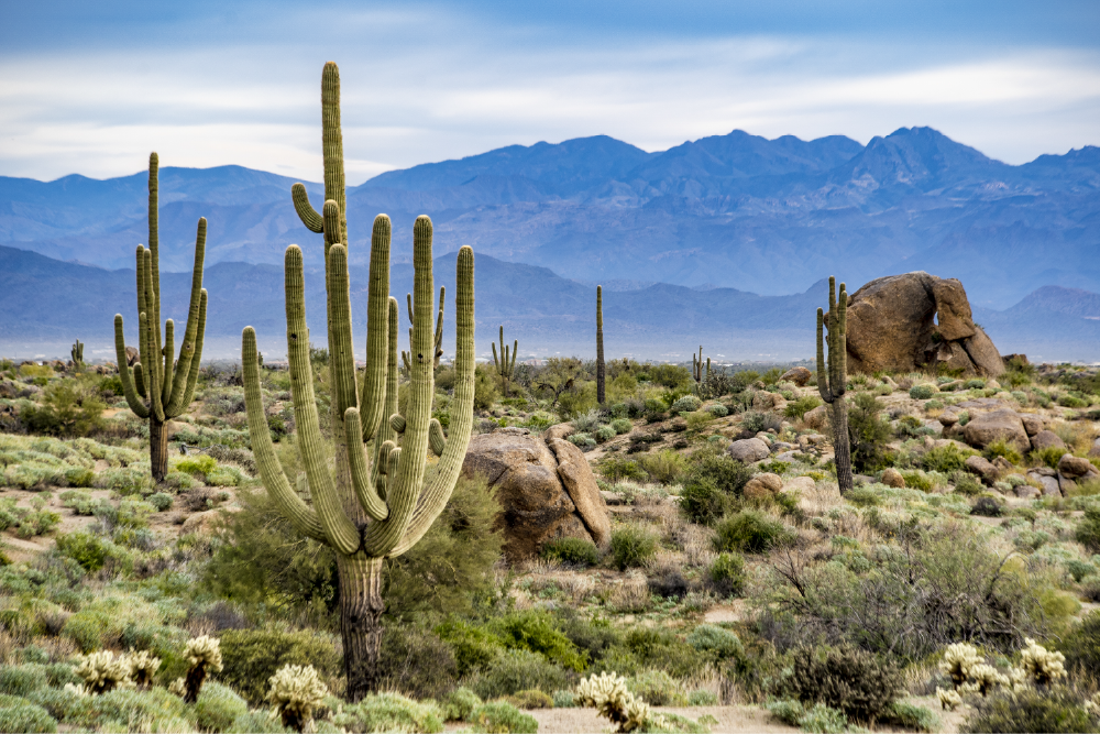 Saguaro cactus in the desert, hazy mountains loom in the background