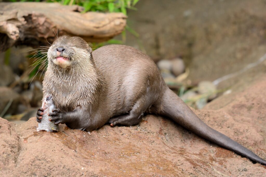 A close-up of a wet, brown otter lying on a rock while eating a fish.