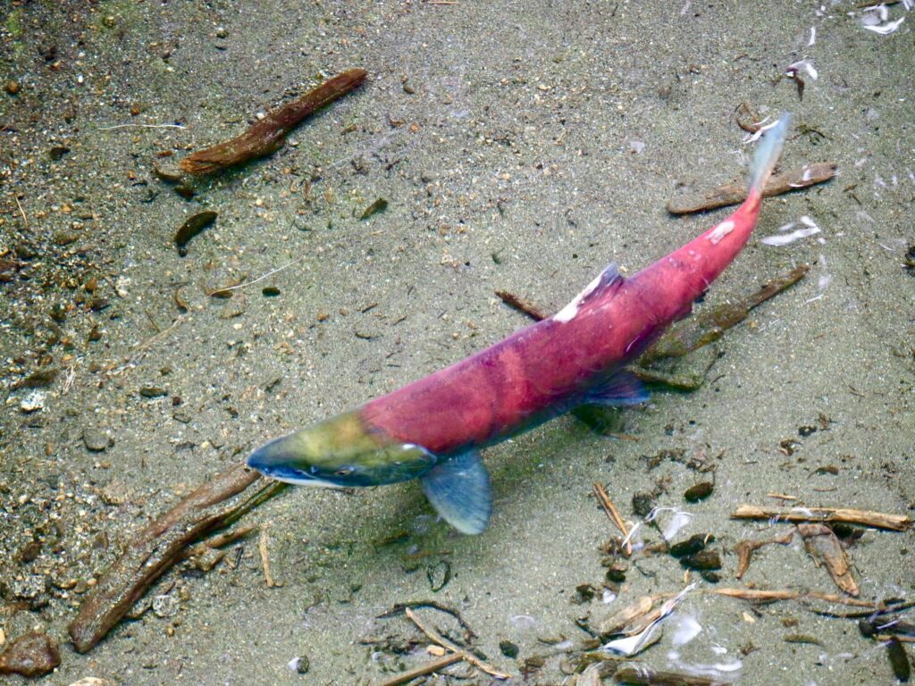 A bright red and green sockeye salmon swims in the clear, shallow water of a river with a sandy bed and submerged wood.
