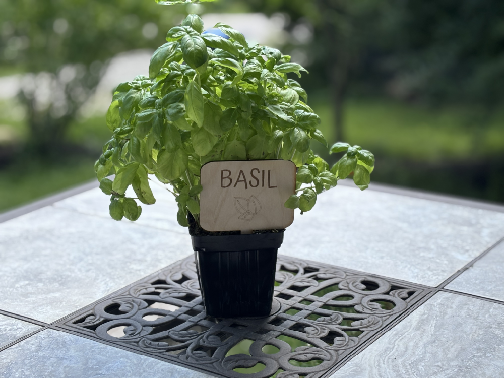 A plant stake labeled "Basil" made out of laser cut wood is placed into a small potted plant.