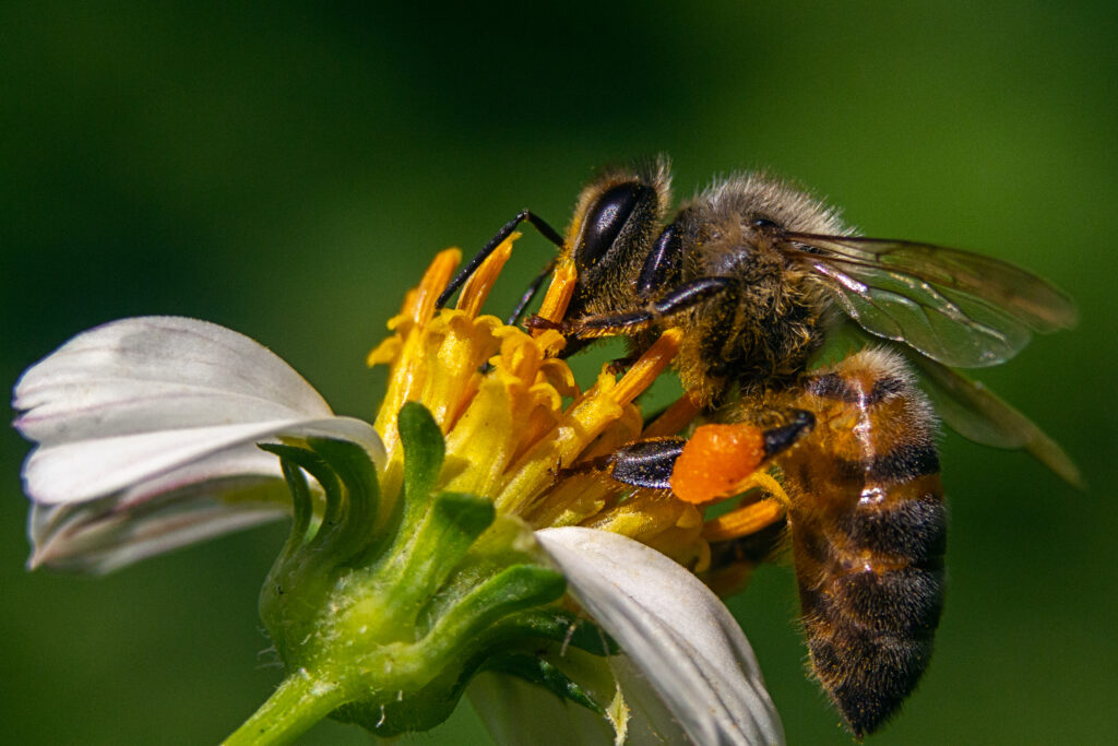 Close-up of a bee pollinating a yellow flower.