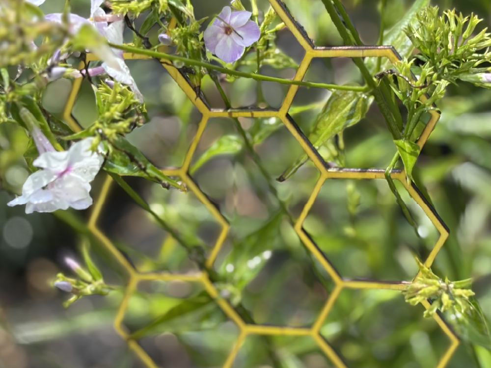 A close-up, horizontal view shows delicate white and lavender flowers with water droplets weaving through a yellow honeycomb trellis.