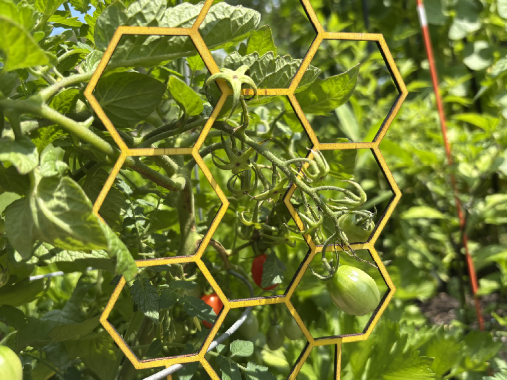 A yellow, honeycomb-shaped trellis supports a tomato plant with green and ripening red tomatoes growing through its openings.
