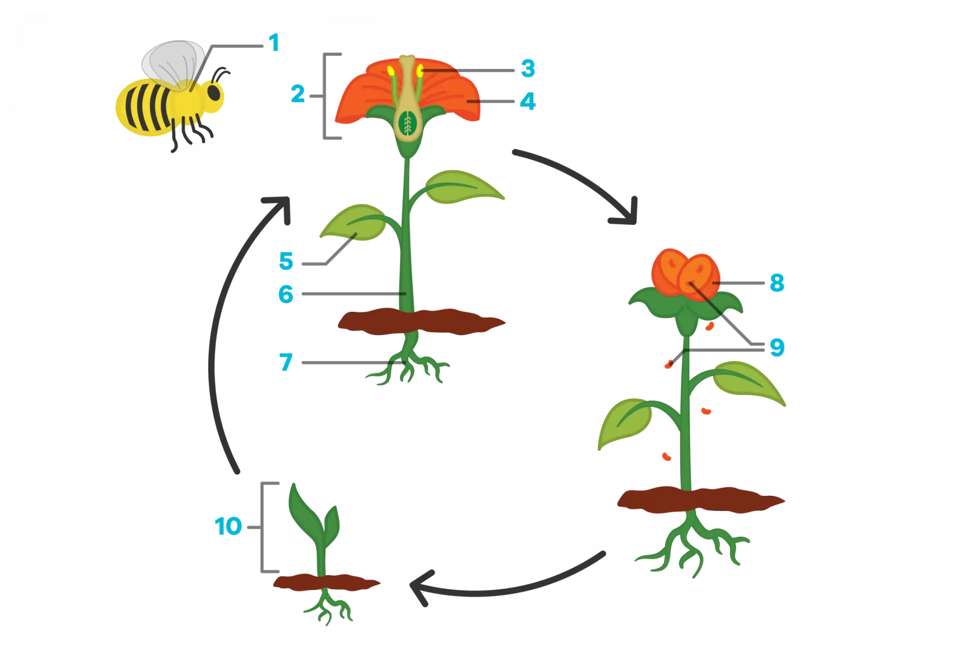 A cartoon life cycle of a plant. Three plants are in a cycle with arrows drawn between them. The upper left flower has a bee pollenating a flower. The second image shows the flower wilting and fertilizing the soil. The third image in the cycle shows a new flower growing, with just a small leaf and young roots