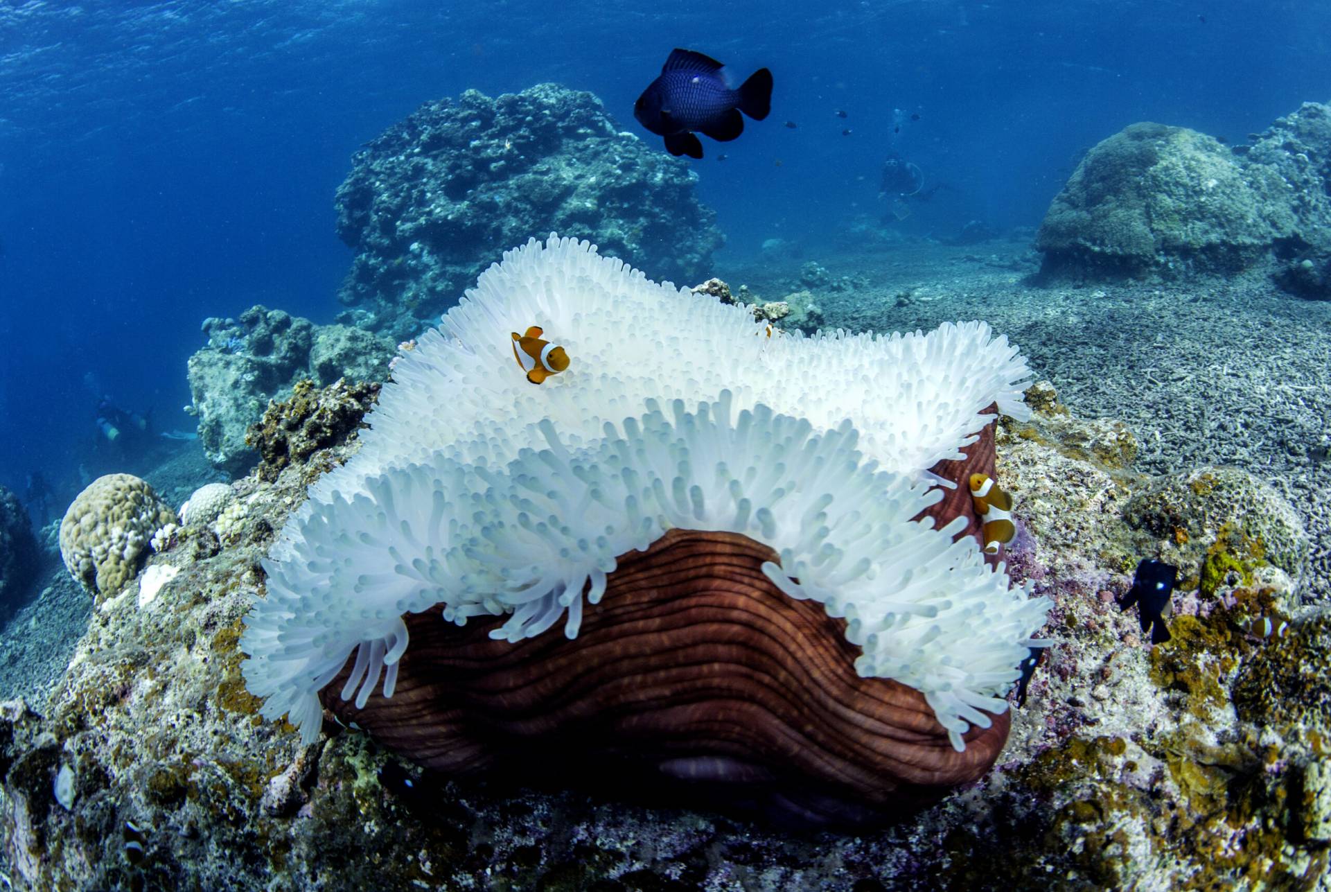 A few clownfish swim around a bleached coral reef.