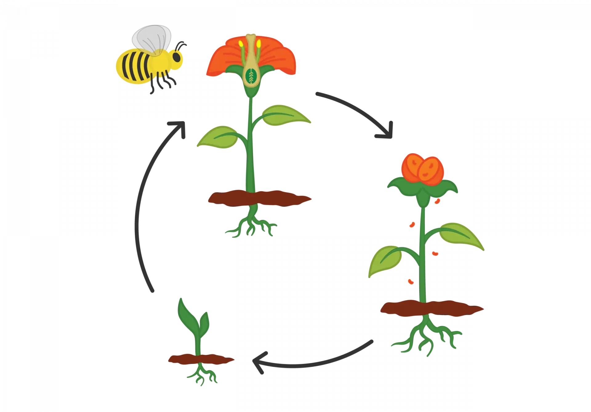 A cartoon life cycle of a plant. Three plants are in a cycle with arrows drawn between them. The upper left flower has a bee pollenating a flower. The second image shows the flower wilting and fertilizing the soil. The third image in the cycle shows a new flower growing, with just a small leaf and young roots