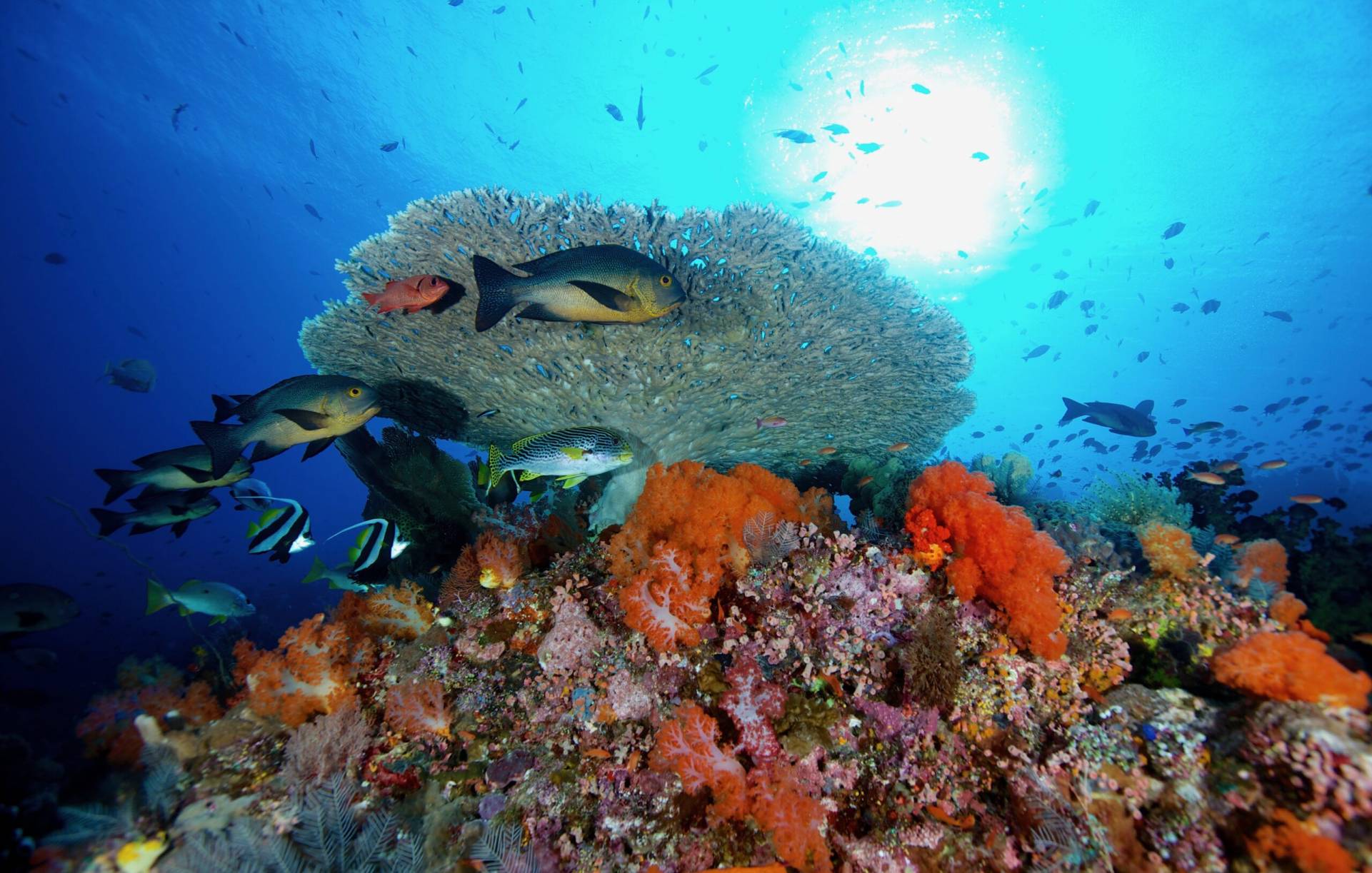 Many different types of fish swim around a colourful coral reef in Komodo, Indonesia.